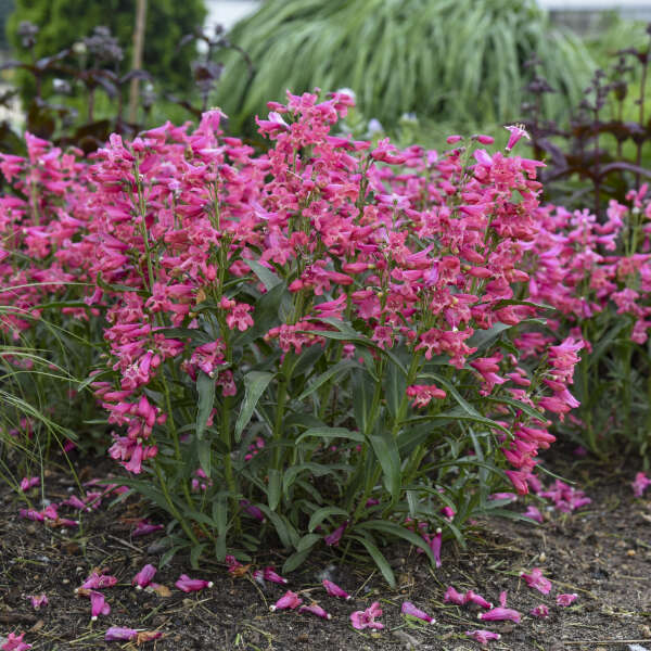 La langue-de-barbe ornée de perles roses est caractérisée par de grandes hampes florales roses. 