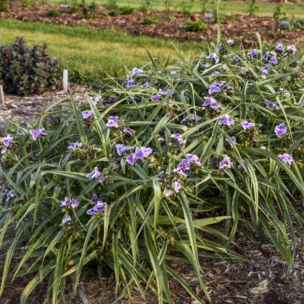 Tradescantia 'Webmaster' dans le jardin.