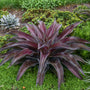 Fou de Mangave Mission to Mars Mangave est parfait pour les jardins de plantes succulentes en climat chaud.