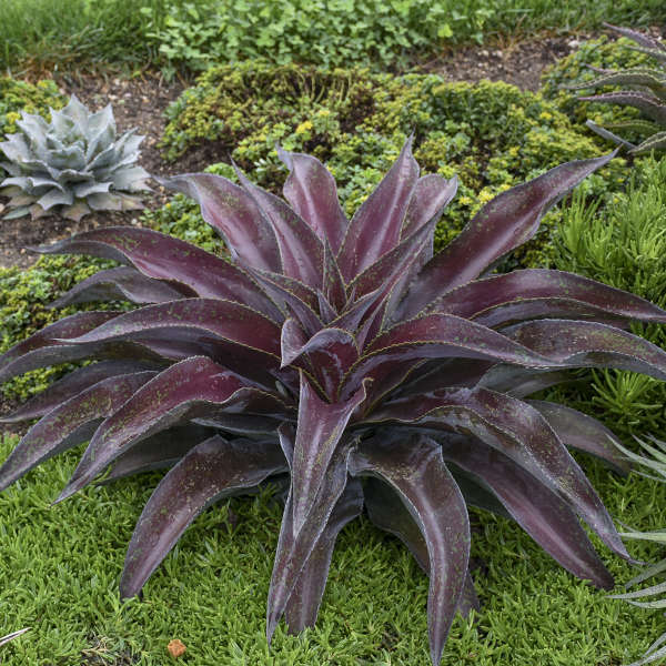 Fou de Mangave Mission to Mars Mangave est parfait pour les jardins de plantes succulentes en climat chaud.