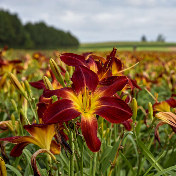 L'hémérocalle Rainbow Rhythm 'Ruby Spider' présente des fleurs rouge foncé à cœur jaune en pleine floraison.