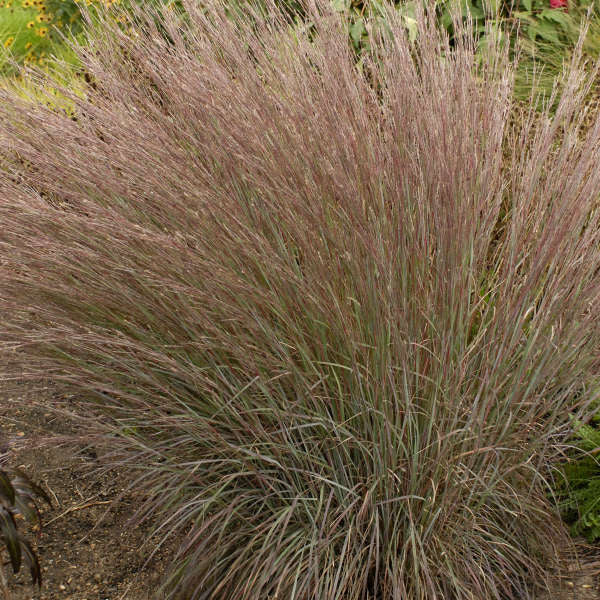 Blue Heaven Little Bluestem grass has fluffy tan panicles.