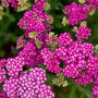 De larges fleurs d'un fuchsia éclatant virent au rose clair. 