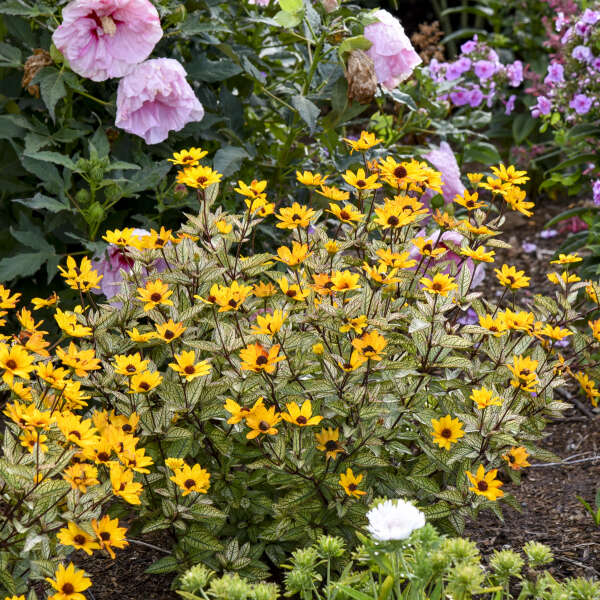 Tournesol artificiel 'Touch of Blush' dans un jardin avec un hibiscus Summerific en arrière-plan.