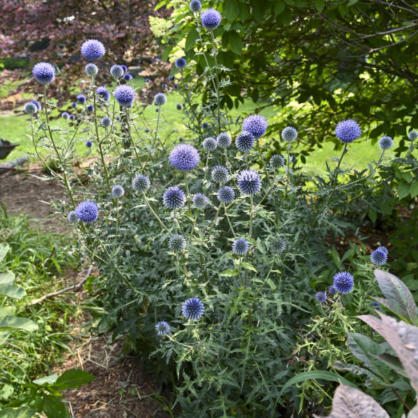 'Blue Glow' Globe Thistle (Echinops) - Thumbnail 3