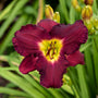 Close up Rainbow Rhythm 'Nosferatu' Daylily has deep rich burgundy color with yellow eye.