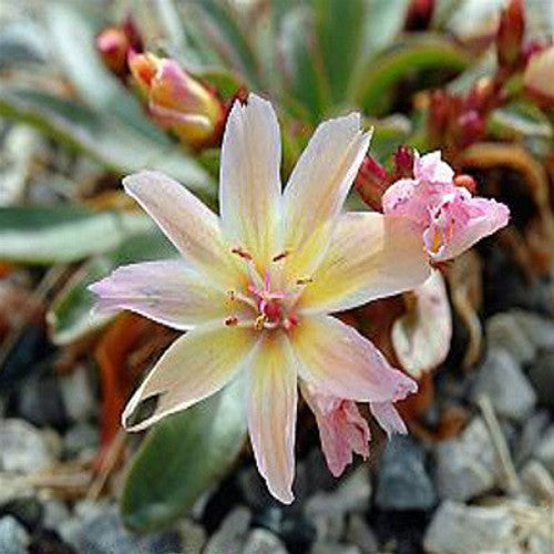 succulent with peach flowers 'Little Peach' Lewisia For Sale