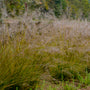 Le sporobole à feuilles rondes « Autant en emporte le vent » possède des panicules de fleurs beige clair, vaporeuses et aromatiques.   