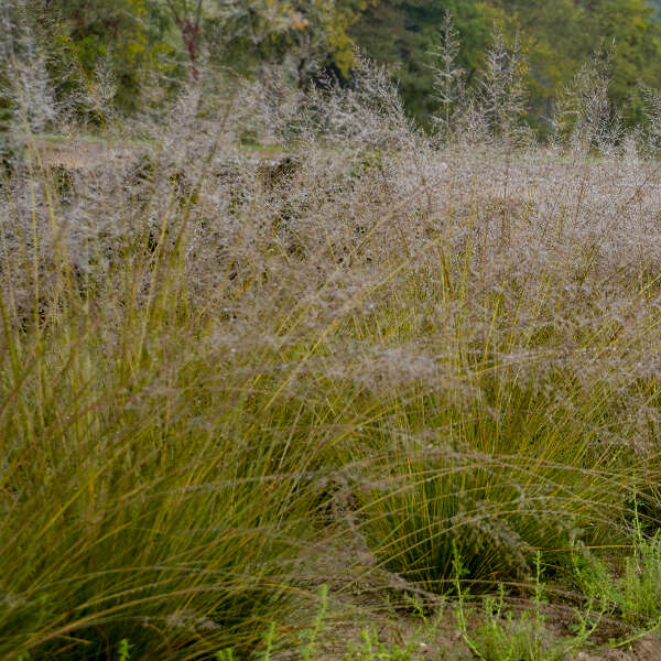 Le sporobole à feuilles rondes « Autant en emporte le vent » possède des panicules de fleurs beige clair, vaporeuses et aromatiques.   