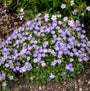 La campanule Mini Marvels™ Twilight est une plante compacte à croissance basse, aux fleurs violet pâle.