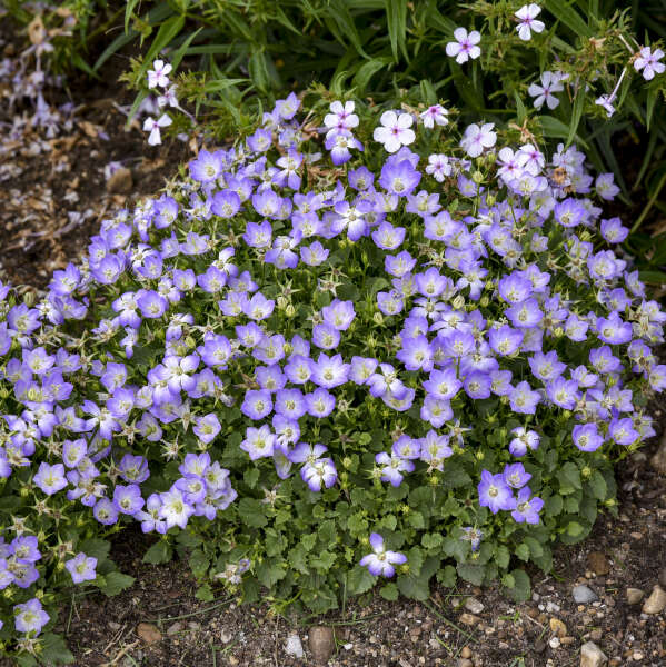 La campanule Mini Marvels™ Twilight est une plante compacte à croissance basse, aux fleurs violet pâle.