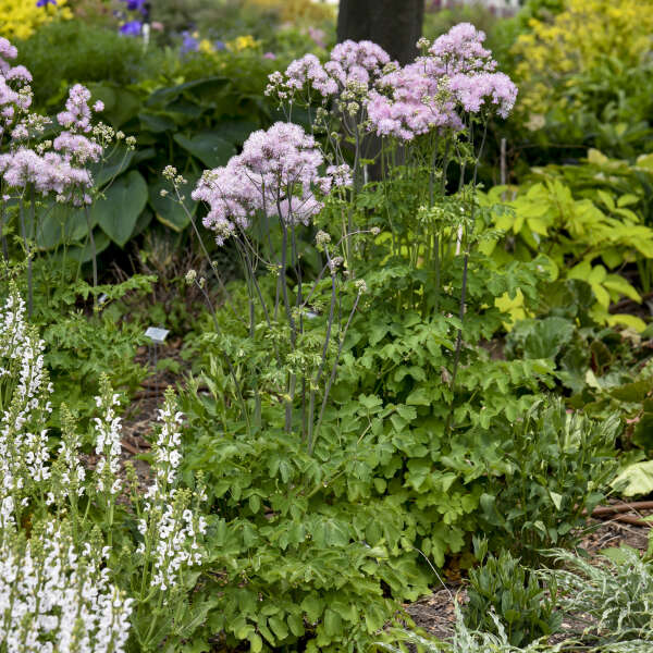 Cotton Candy Meadow Rue perennial with lavender flowers in late spring. 
