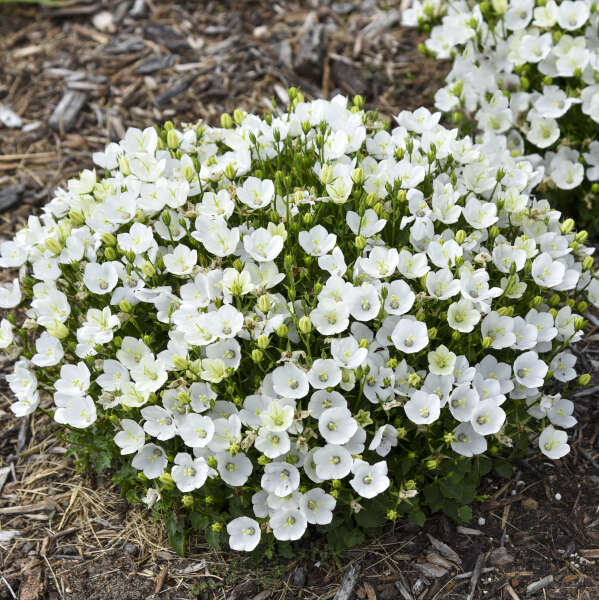 Bellflower – Costa Farms