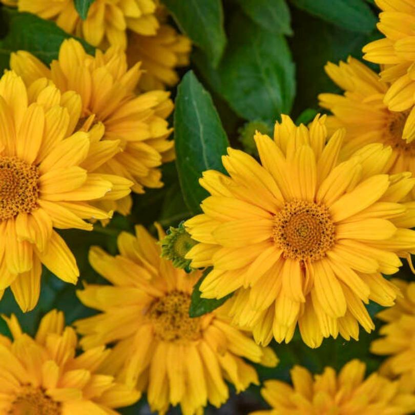 Gros plan sur des faux tournesols jaune vif à feuilles vertes