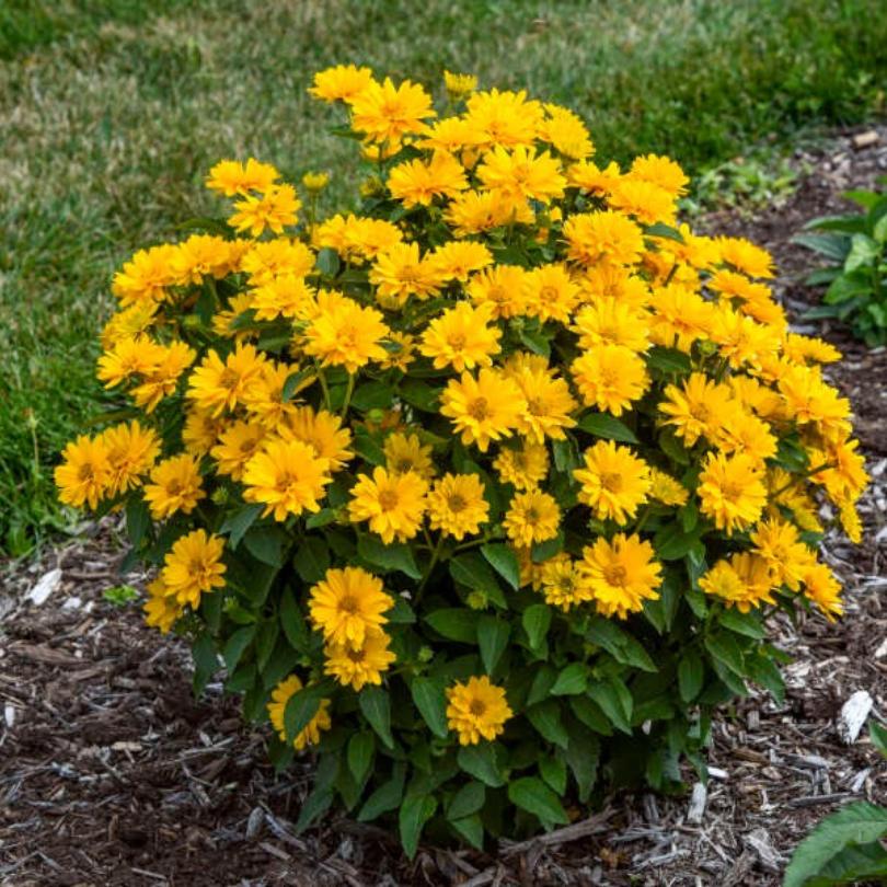 Un monticule de faux tournesols jaune vif 'Athena Gold' à feuilles vertes sur fond herbeux