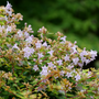 Close-up of Funshine Abelia's bell-like purple flowers. 