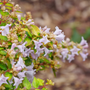 Close-up of Funshine Abelia's bell-like, light purple flowers.