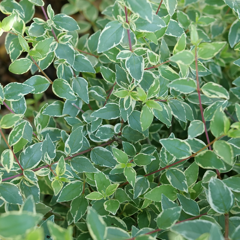 Mucho Gusto Abelia au feuillage panaché. 