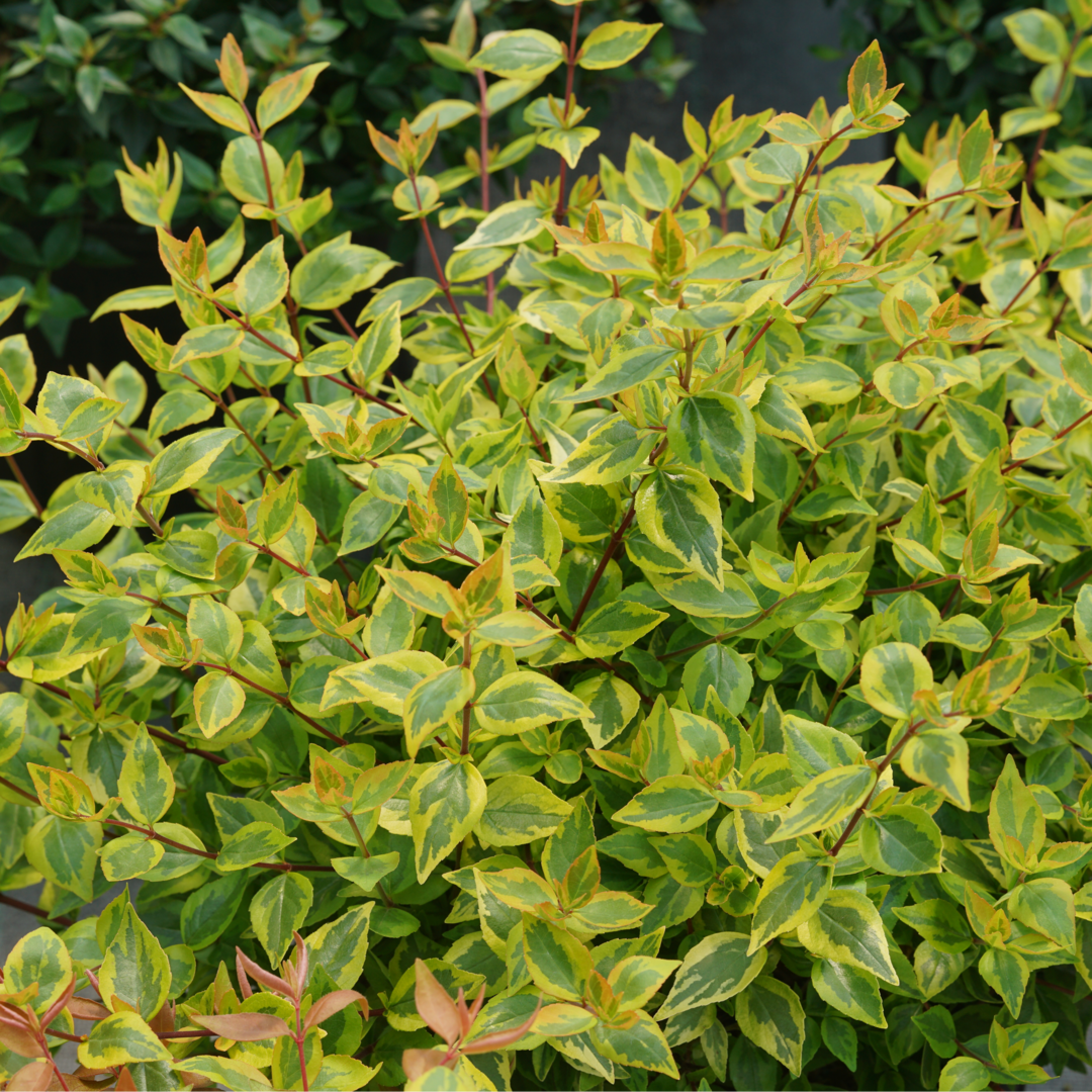 Close up of foliage showing variegated yellow and green leaves