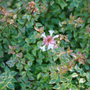 White summer flowers on variegated foliage and dark red stems