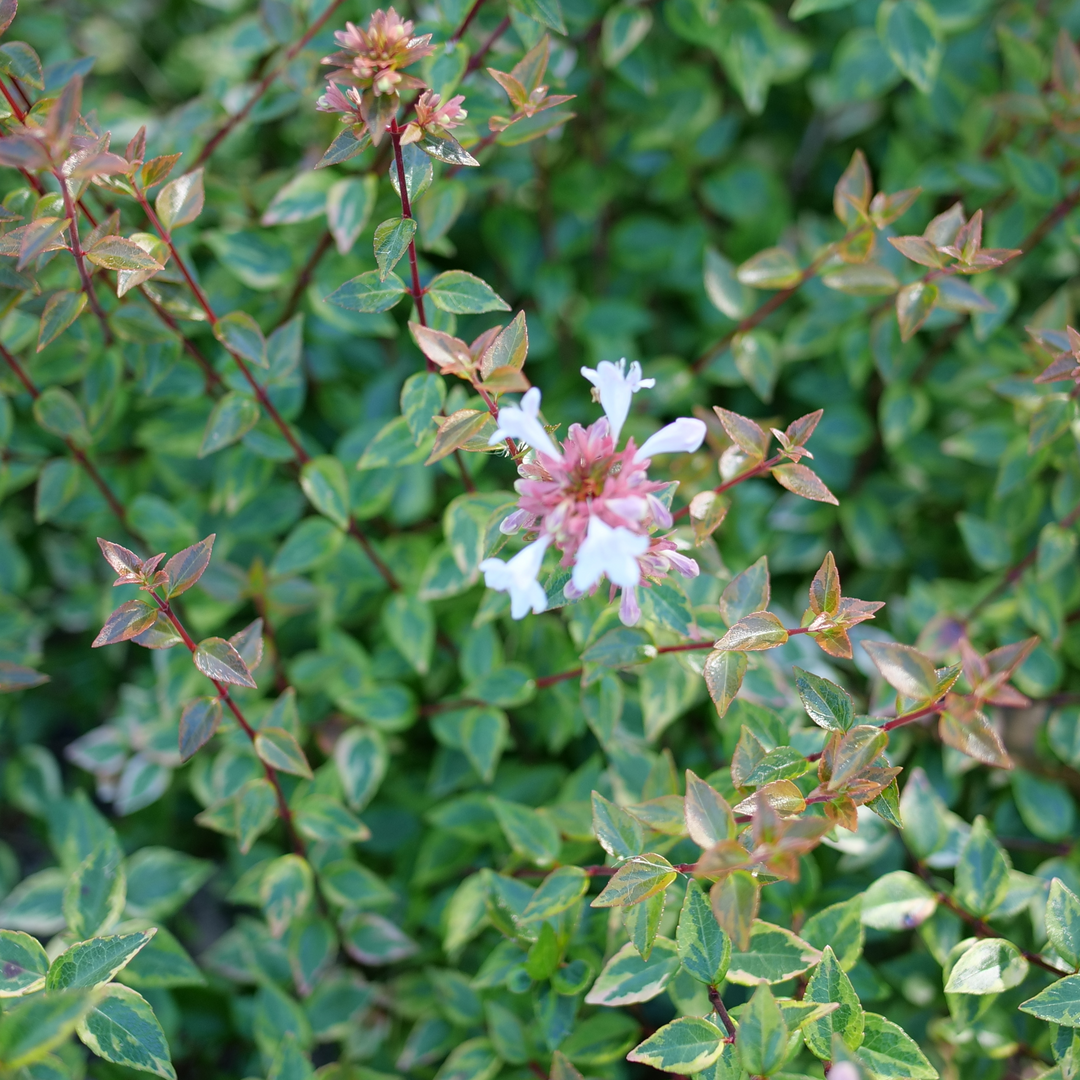 White summer flowers on variegated foliage and dark red stems