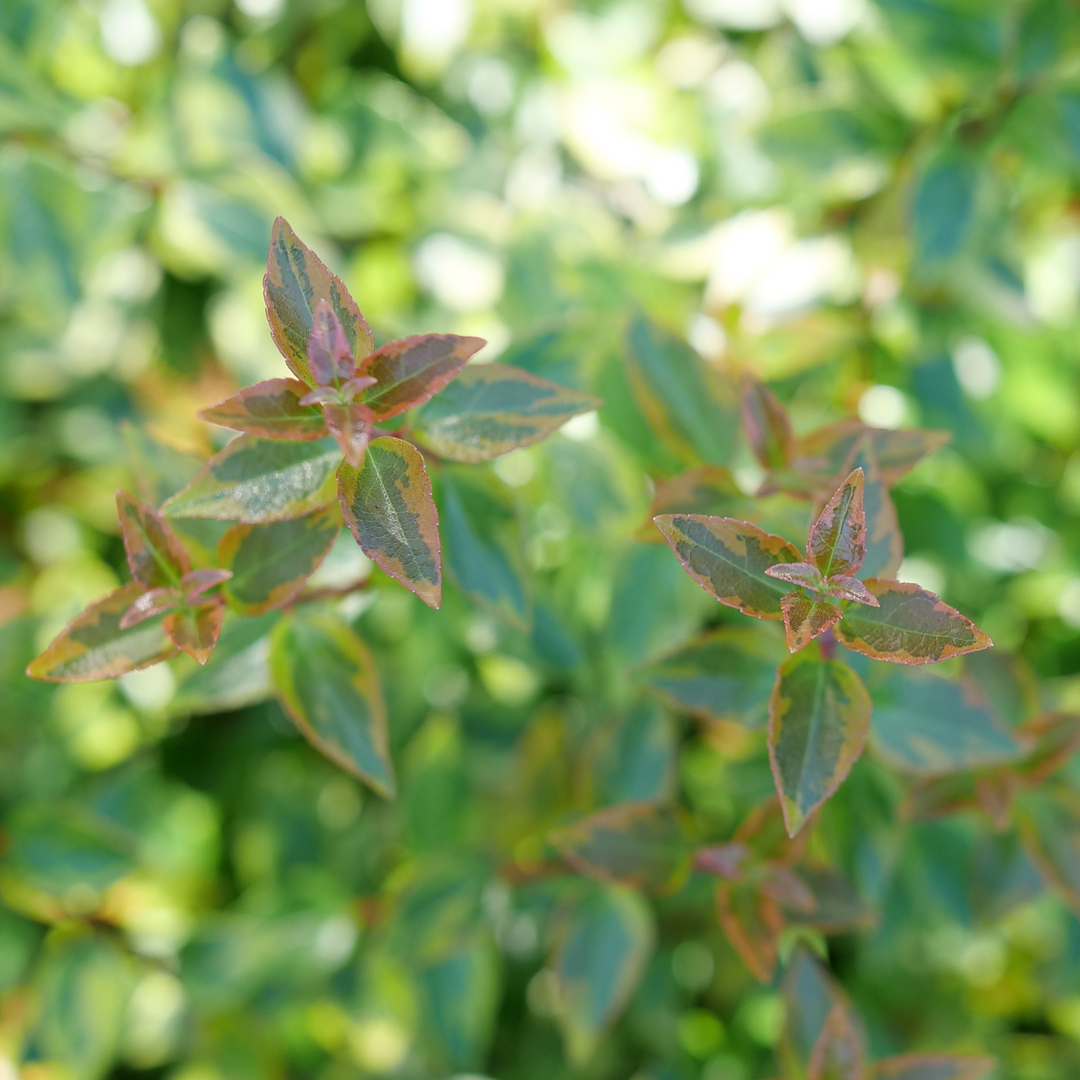 Close up showing reddish hues of foliage