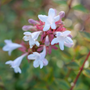 Close up of white summer flowers of Brilliantina Abelia that will attract pollinators
