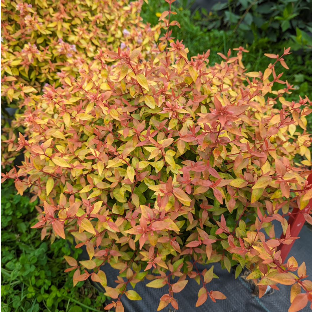 Le feuillage printanier de l'Abelia Poco Loco se pare de teintes jaunes et orangées.