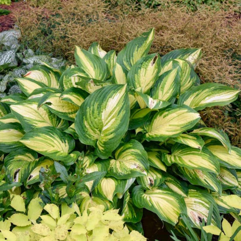 Les feuilles panachées vertes et jaunes de l'hosta 'Affair to Remember' dans un cadre de jardin