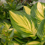 Gros plan sur les feuilles panachées vertes et jaunes de l'hosta 'Affair to Remember'