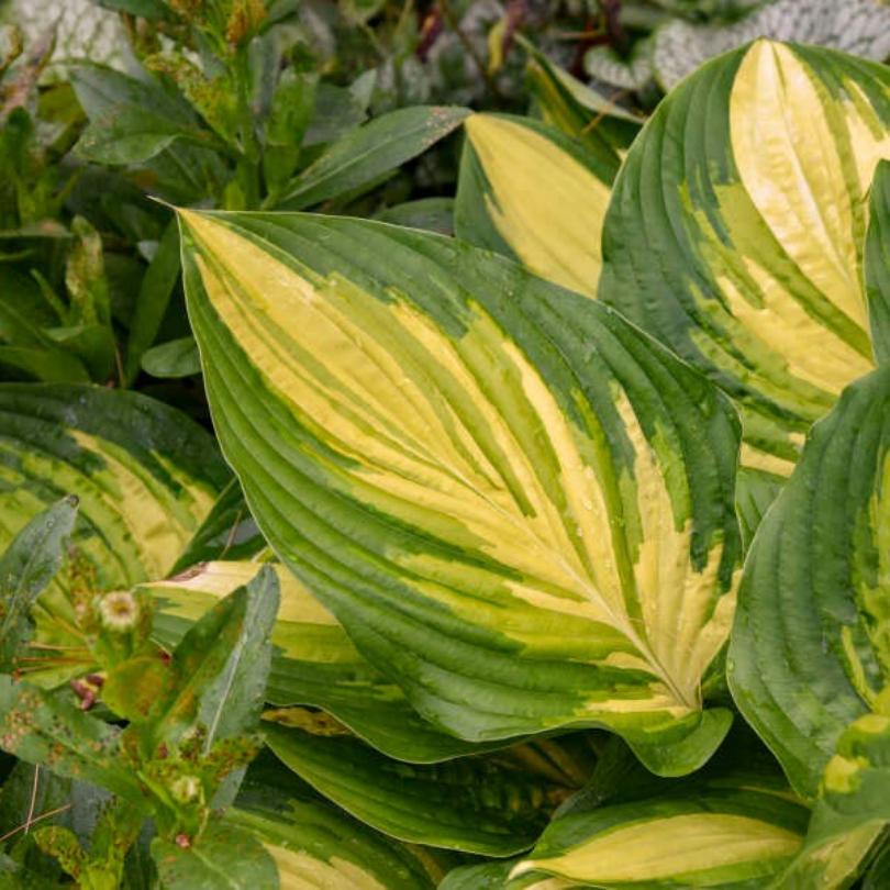 Gros plan sur les feuilles panachées vertes et jaunes de l'hosta 'Affair to Remember'