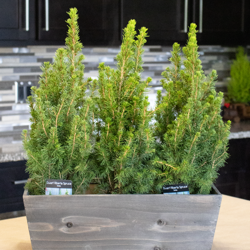 picea indoor plant Dwarf Alberta Spruce Holiday Tree – Great Garden Plants