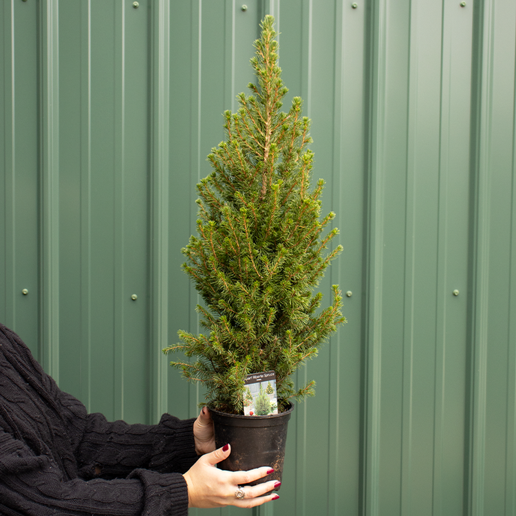 Person holding a potted Alberta spruce tree against a green metal wall