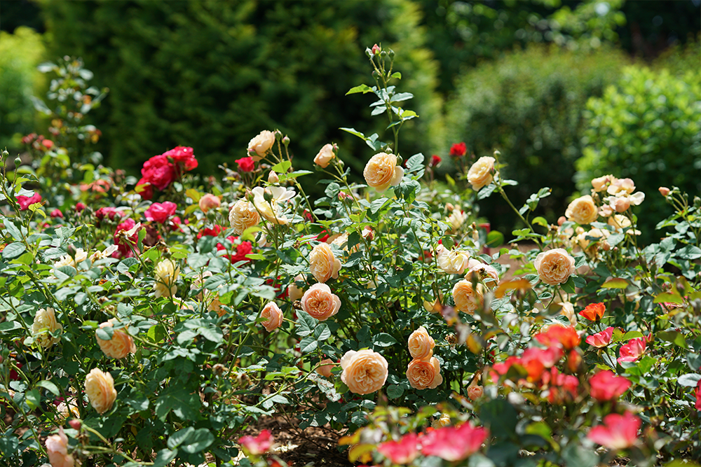 All Roses For Sale | Shrubs & Climbing Roses – Page 2 – Great Garden Plants