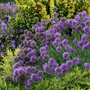Fleurs globuleuses d'Allium d'un violet foncé avec des tiges vertes