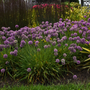 De nombreuses fleurs d'Allium en forme de globe violet avec des tiges vertes