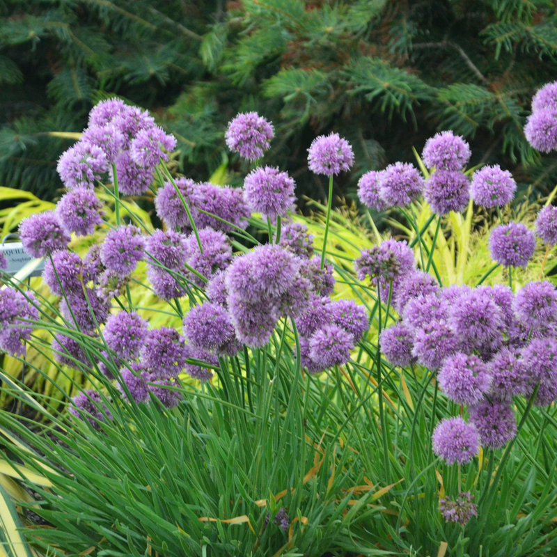 Fleurs globuleuses violettes d'Allium à tiges vertes