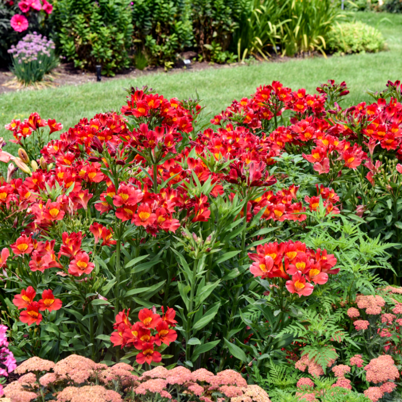 'Summer Heat' Peruvian Lily offers a palette of multiple colors that makes this summer perennial versatile in any space or container. 
