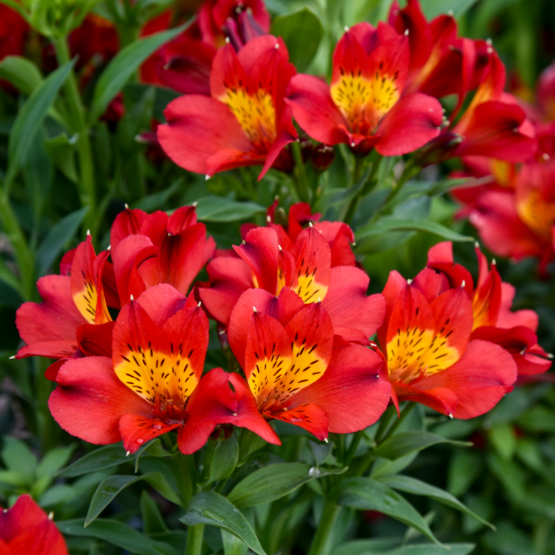 Close up showing a vivid blend of red and golden yellow hues of 'Summer Heat' Peruvian Lily .
