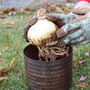 Person wearing gardening gloves holding a amaryllis bulb over a brown pot on grass with fall leaves.