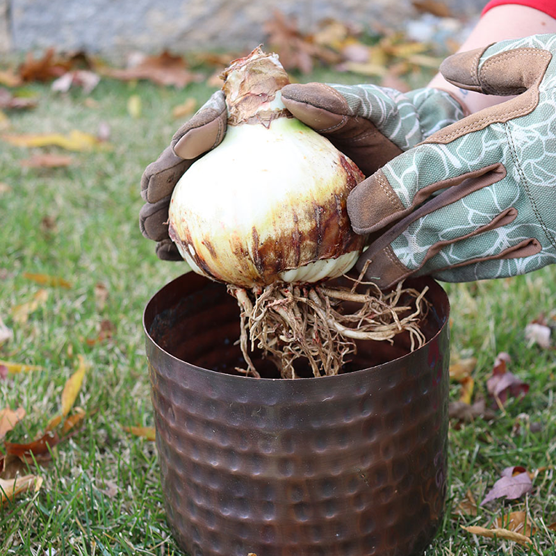 Person wearing gardening gloves holding a amaryllis bulb over a brown pot on grass with fall leaves.