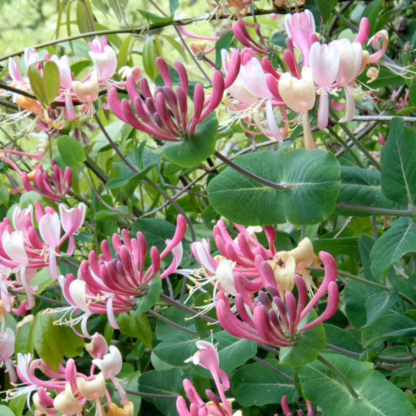 Pink and white honeysuckle flowers with green leaves in a natural setting