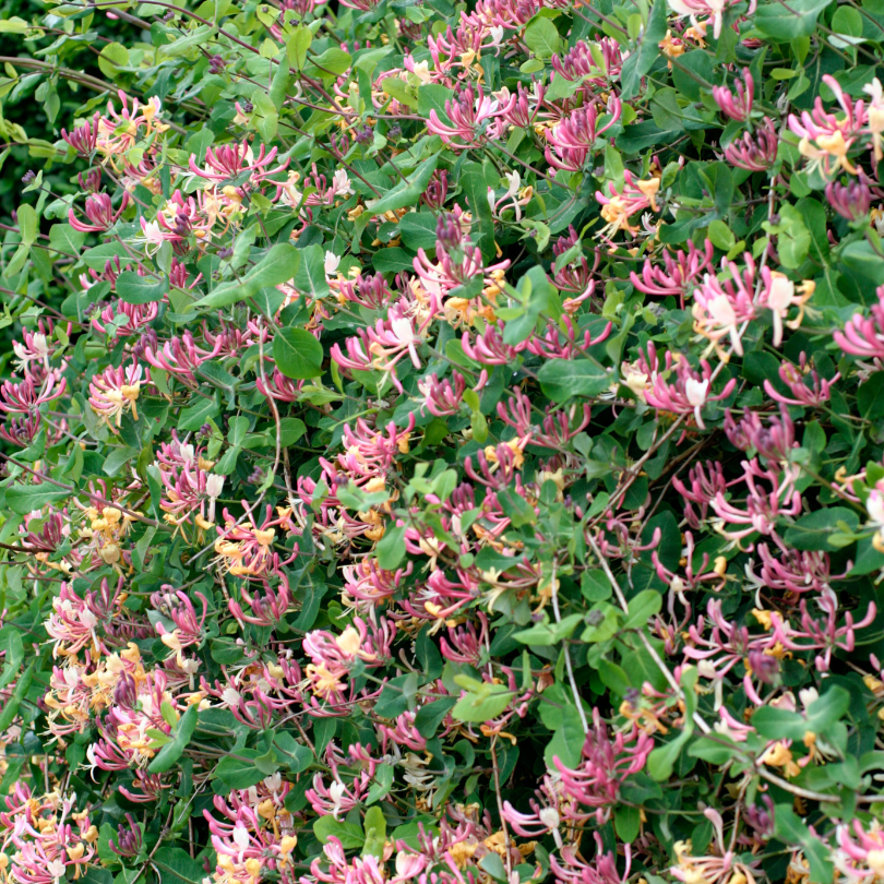 Cluster of pink and yellow honeysuckle flowers with leaves
