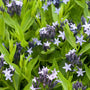 Gros plan sur des fleurs bleu foncé/violettes de l'Amsonia 'Blue Ice' à cœur blanc.