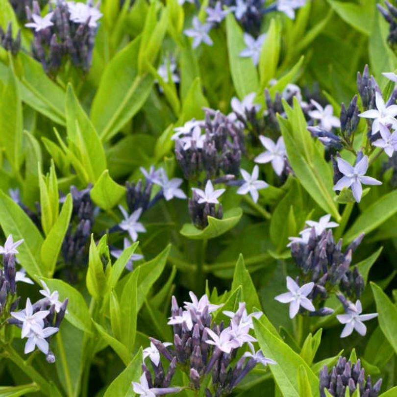 Gros plan sur des fleurs bleu foncé/violettes de l'Amsonia 'Blue Ice' à cœur blanc.