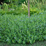 Plantes Bluestar avec de petites fleurs bleues et un tronc d'arbre en arrière-plan