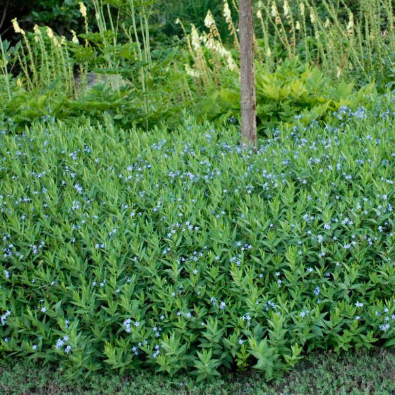Plantes Bluestar avec de petites fleurs bleues et un tronc d'arbre en arrière-plan