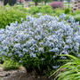 Storm Cloud Bluestar (Amsonia) is the 2024 Proven Winners Landscape Perennial of the year!