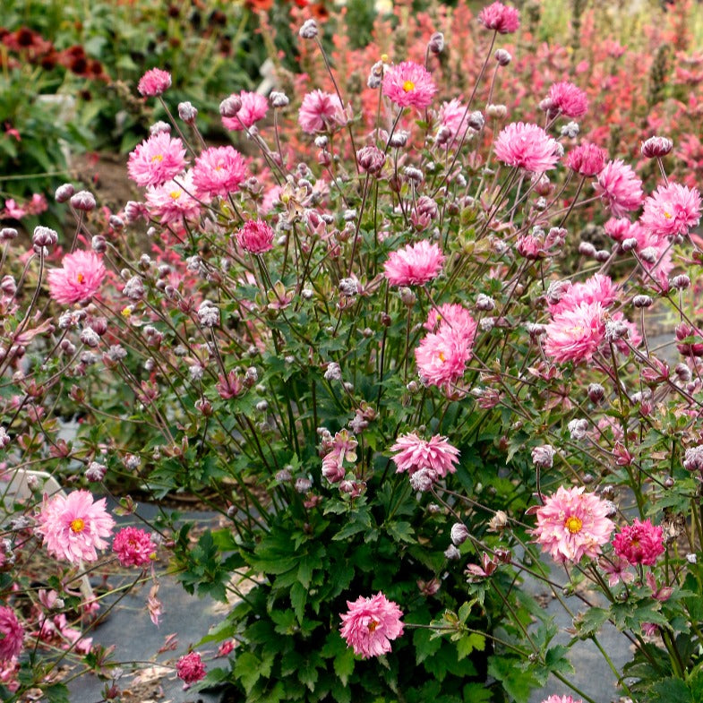 Puff® 'Pink' Japanese Anemone For Sale | Perennials – Great Garden