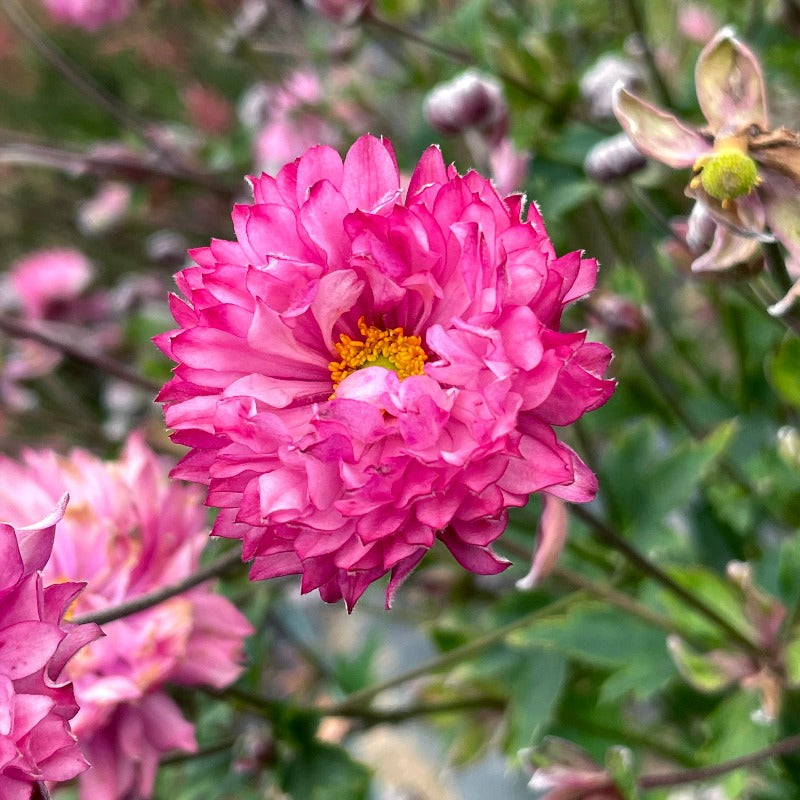 Puff® 'Pink' Japanese Anemone For Sale | Perennials – Great Garden